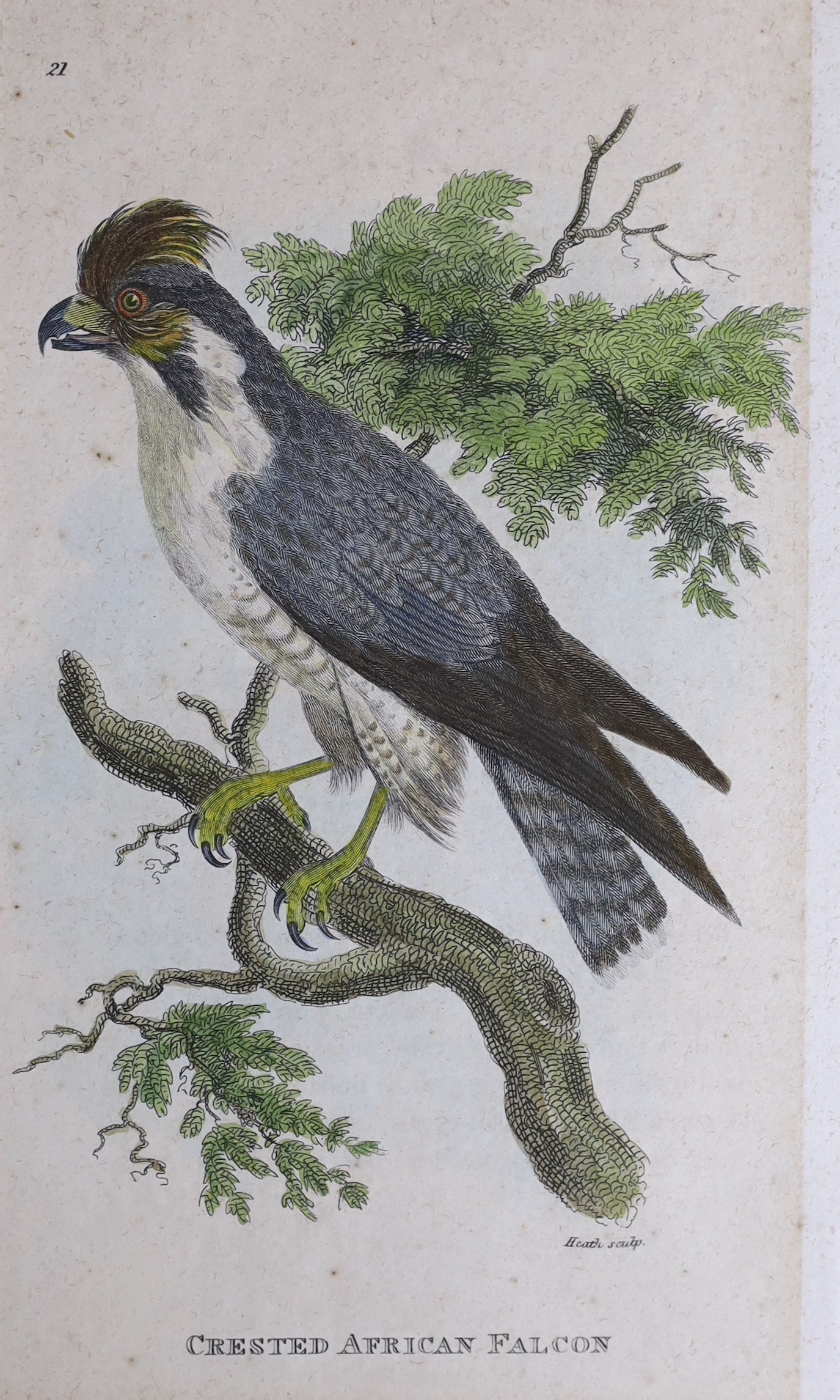 A group of 19th century handcoloured steel engravings, Studies of birds, mostly birds of prey, published by Kearsley 1808, 20 x 12.5cm, unframed